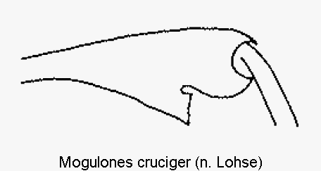 mogulones_cruciger_mschl.gif