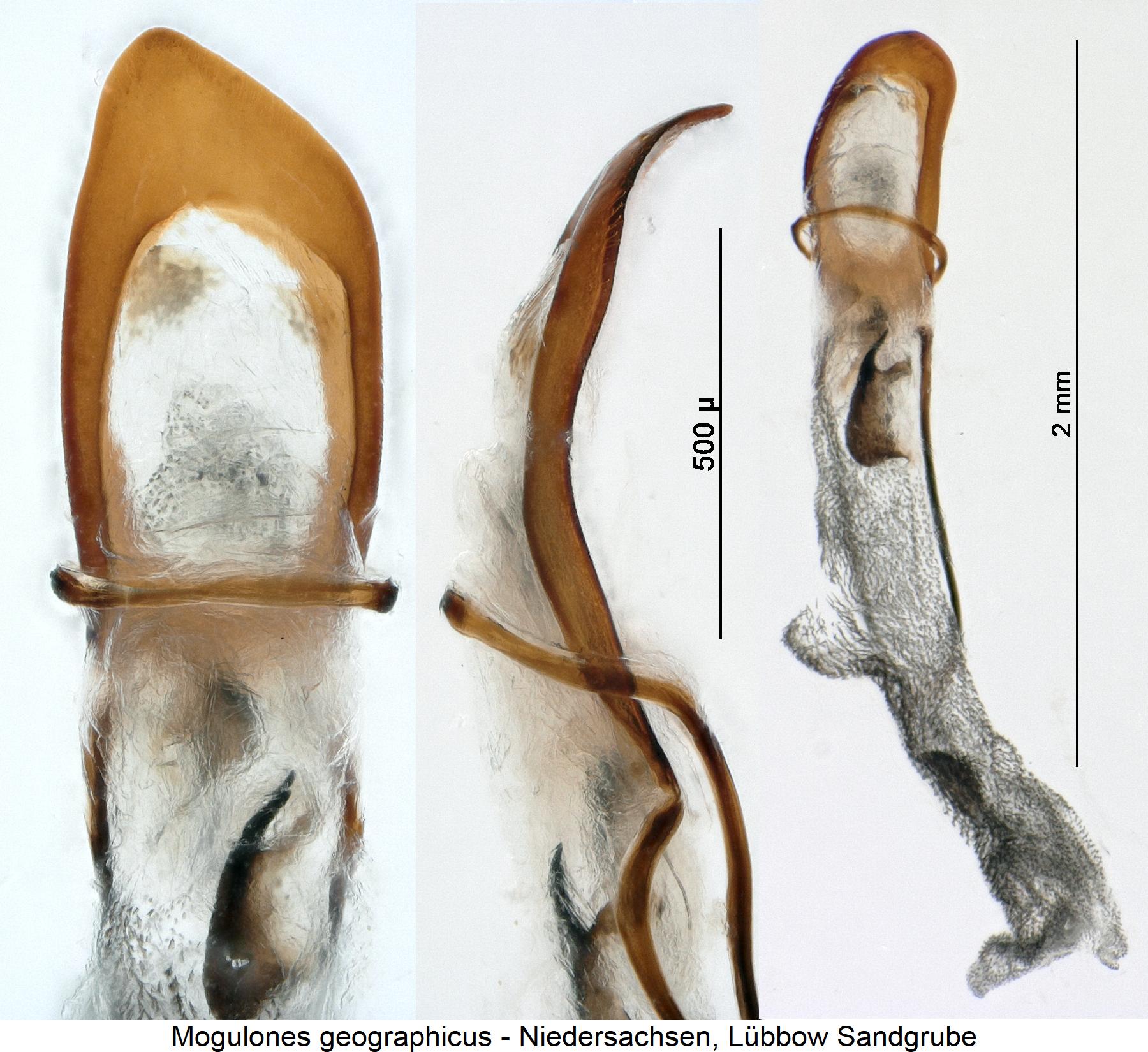 mogulones_geographicus.jpg