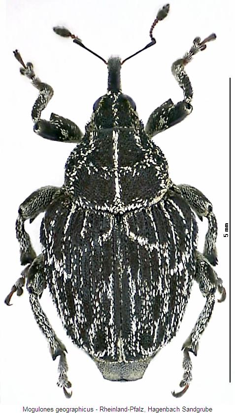 mogulones_geographicus_hab.jpg