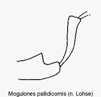 mogulones_pallidicornis_vb.gif