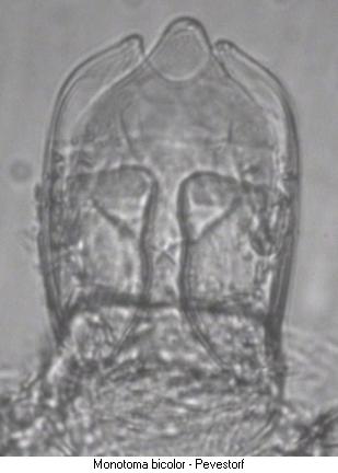 monotoma_bicolor.jpg