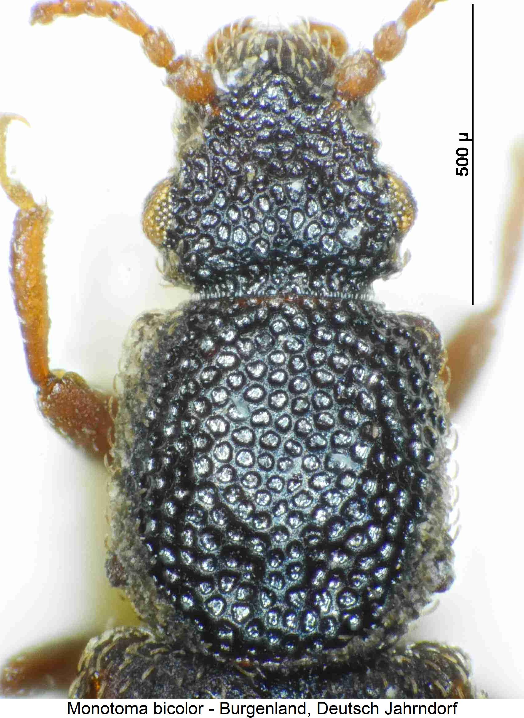 monotoma_bicolor_vk.jpg