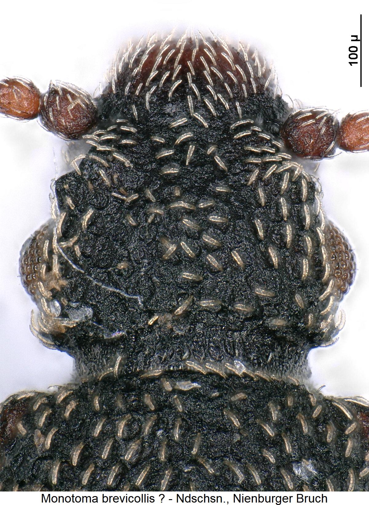 monotoma_brevicollis_k.jpg