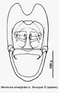 monotoma_emarginata.gif