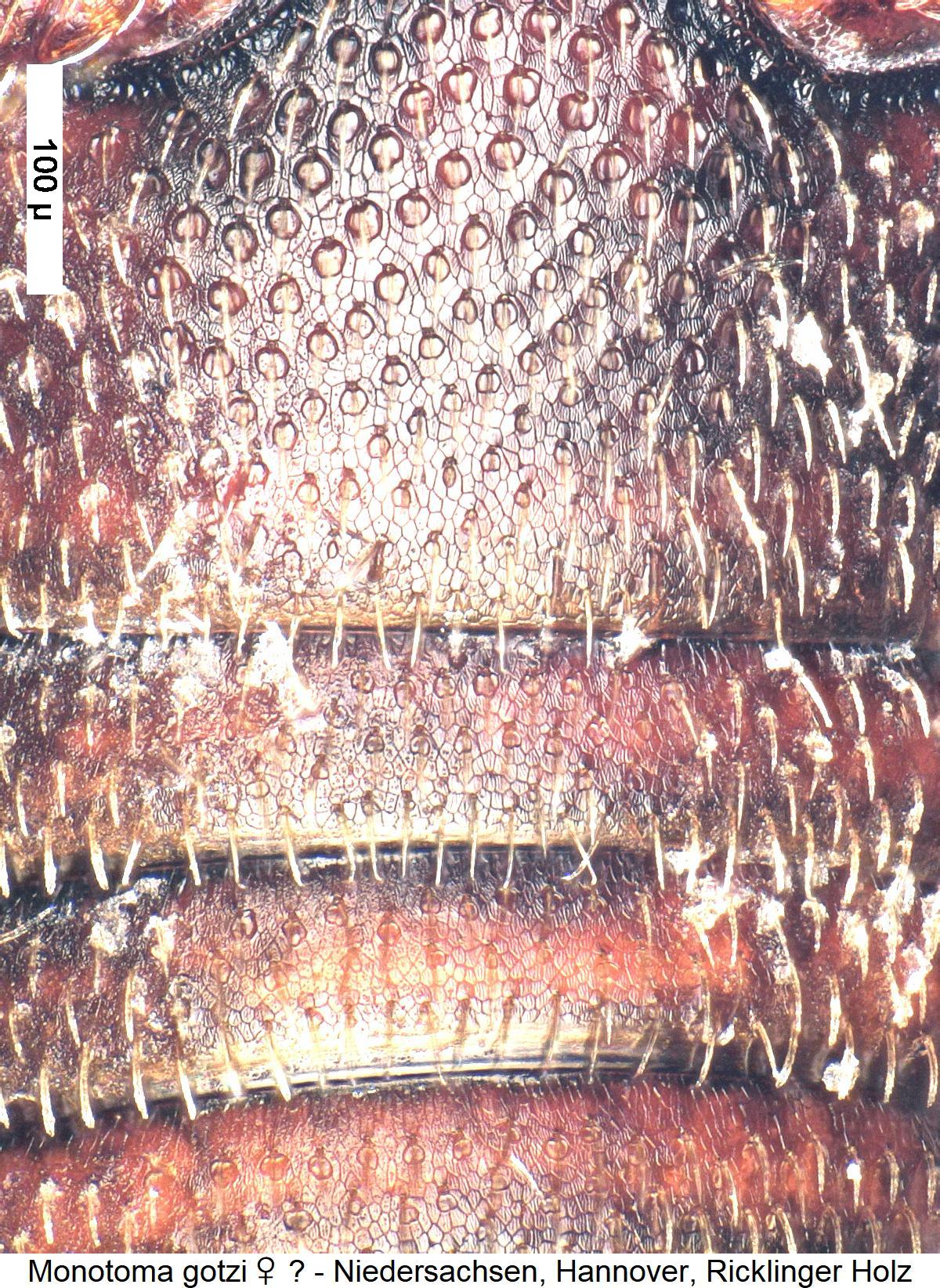 monotoma_gotzi_w_abd1.jpg