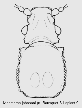 monotoma_johnsoni_vk.gif
