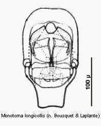 monotoma_longicollis.gif