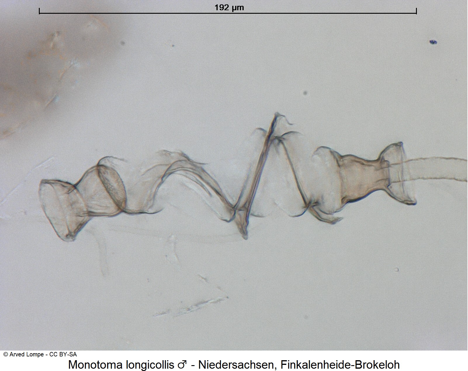 monotoma_longicollis_m_ck36053147_pc.jpg