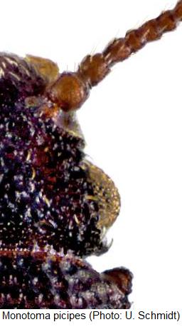 monotoma_picipes_k.jpg
