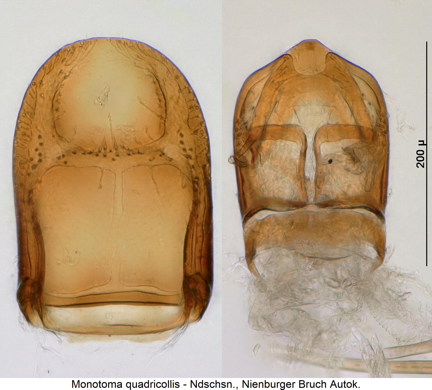 monotoma_quadricollis2.jpg