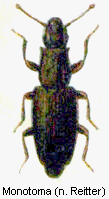 monotoma_rtt.gif