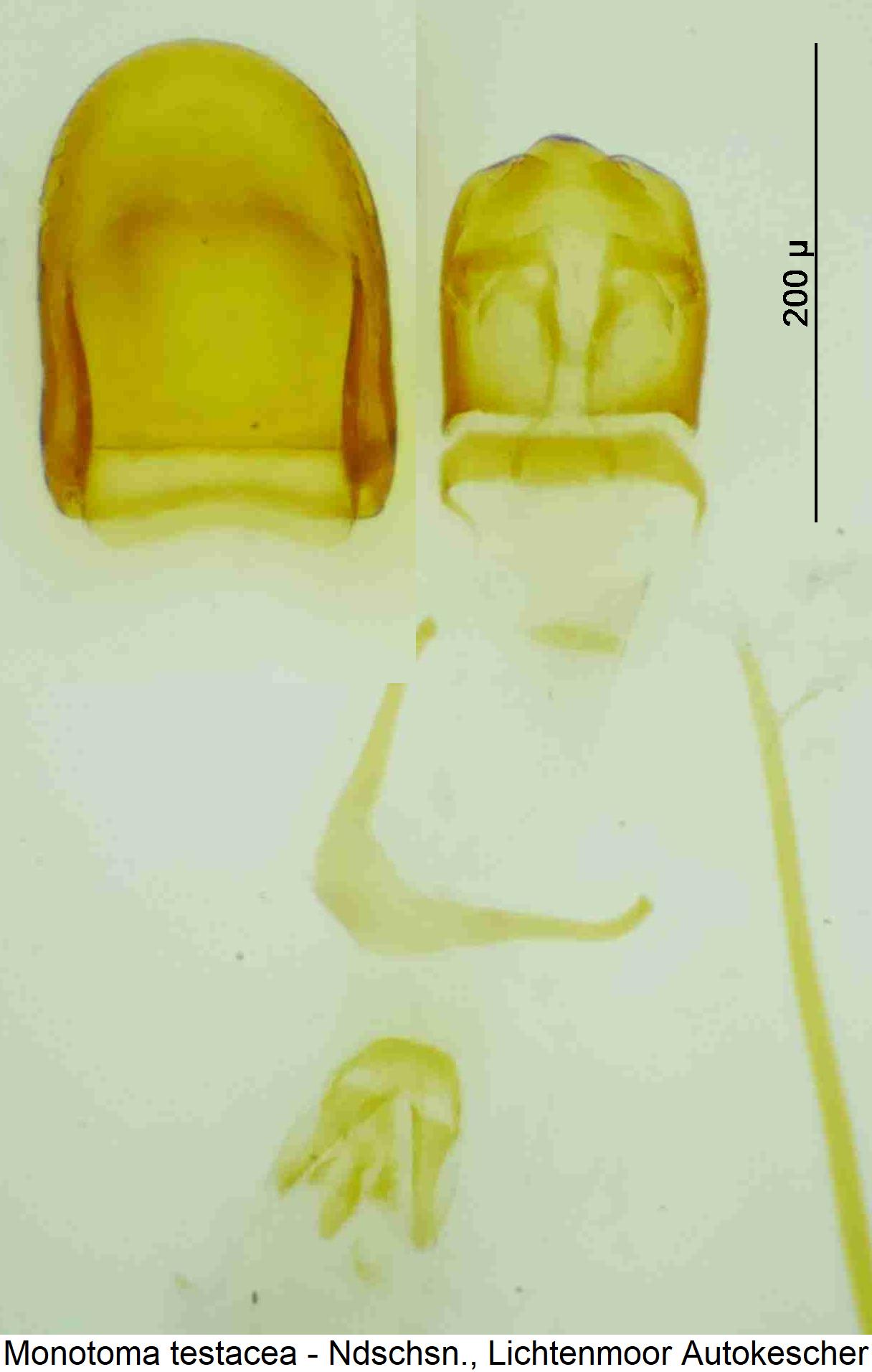 monotoma_testacea.jpg
