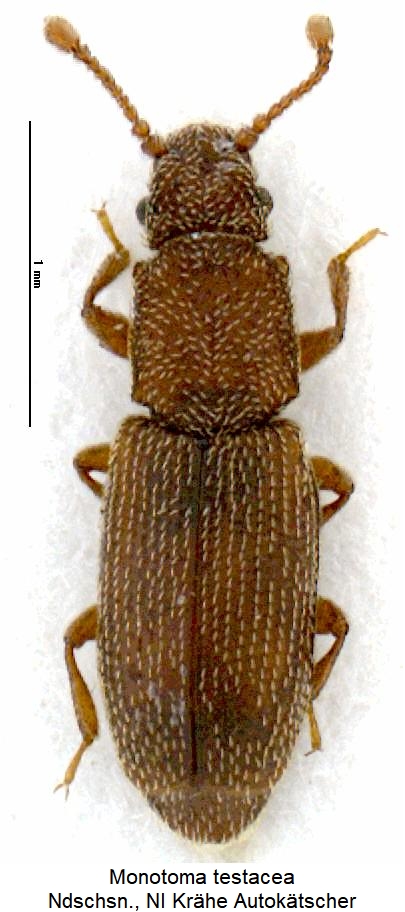 monotoma_testacea_hab.jpg