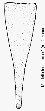 mordella_leucaspis_pyg.gif