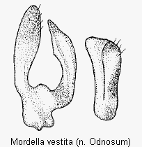 mordella_vestita_pm.gif