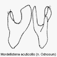 mordellistena_acuticollis.gif