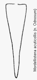 mordellistena_acuticollis_pyg.gif