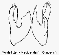 mordellistena_brevicauda2.gif
