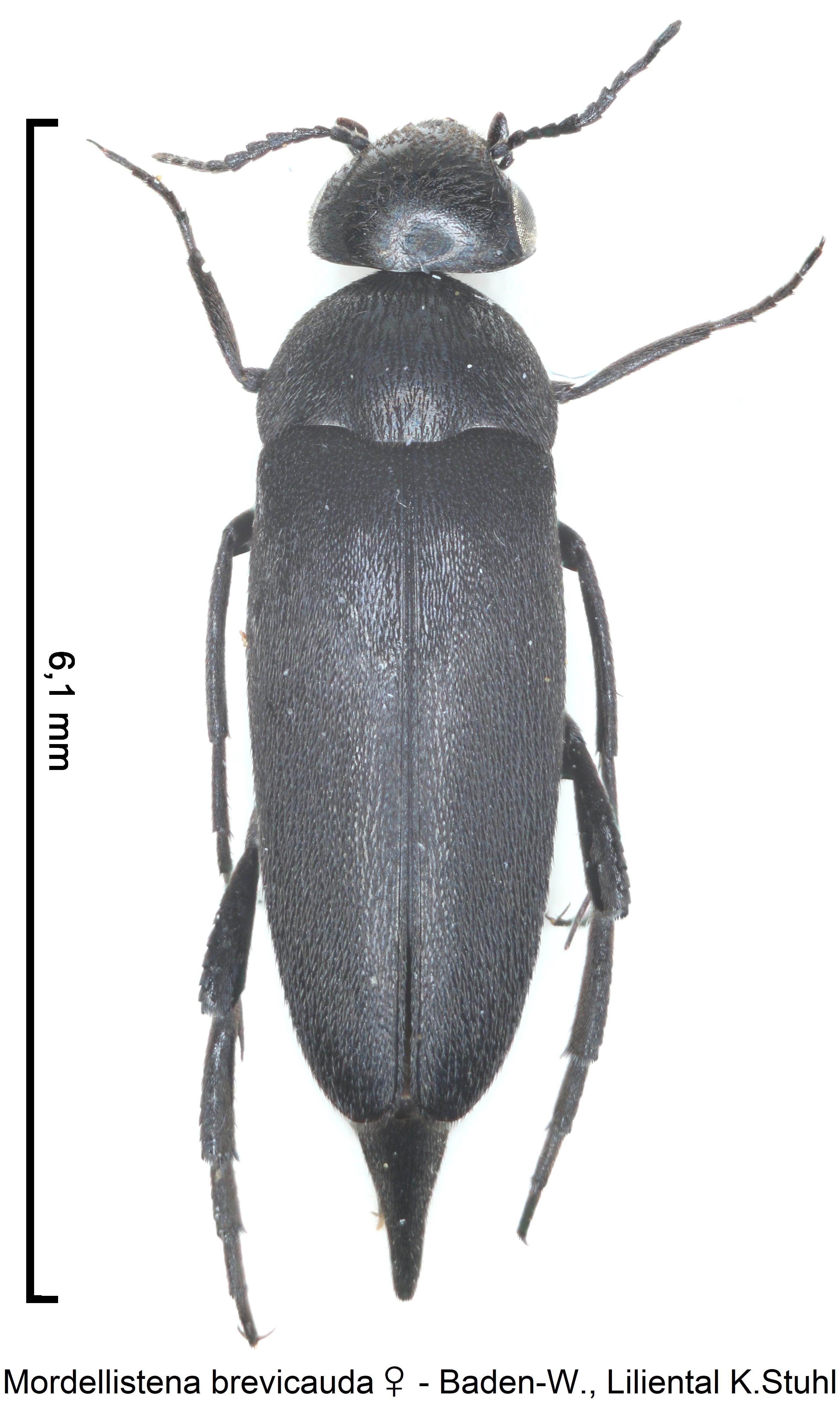 mordellistena_brevicauda_w_hab.jpg