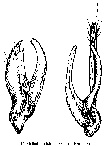 mordellistena_falsoparvula.gif