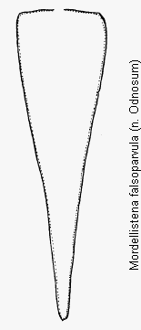 mordellistena_falsoparvula_pyg.gif