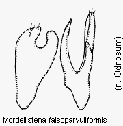 mordellistena_falsoparvuliformis.gif
