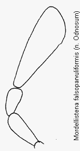 mordellistena_falsoparvuliformis_ts.gif