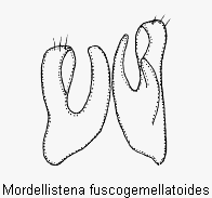 mordellistena_fuscogemellatoides.gif