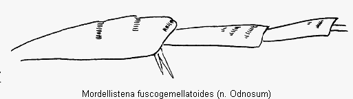 mordellistena_fuscogemellatoides_hb.gif