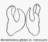 mordellistena_gfelleri.gif
