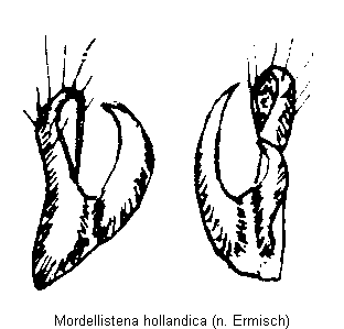 mordellistena_hollandica.gif