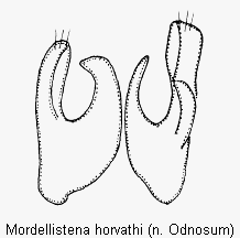 mordellistena_horvathi.gif