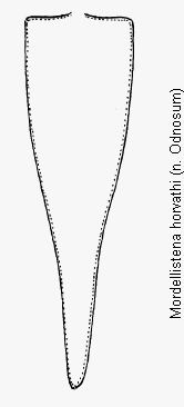 mordellistena_horvathi_pyg.gif