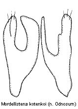 mordellistena_kotenkoi.gif
