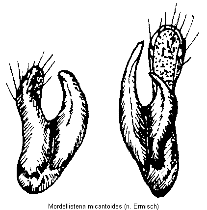 mordellistena_micantoides.gif