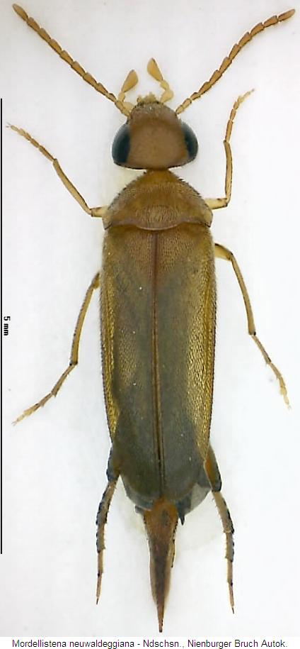 mordellistena_neuwaldeggiana_hab.jpg