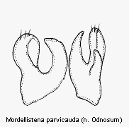 mordellistena_parvicauda.gif