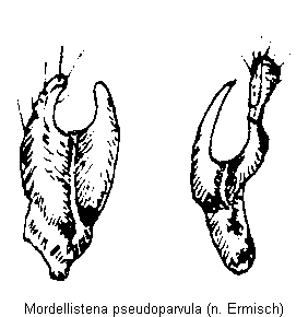 mordellistena_pseudoparvula.gif