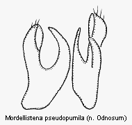 mordellistena_pseudopumila2.gif