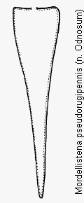 mordellistena_pseudorugipennis_pyg.gif