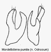 mordellistena_pumila2.gif