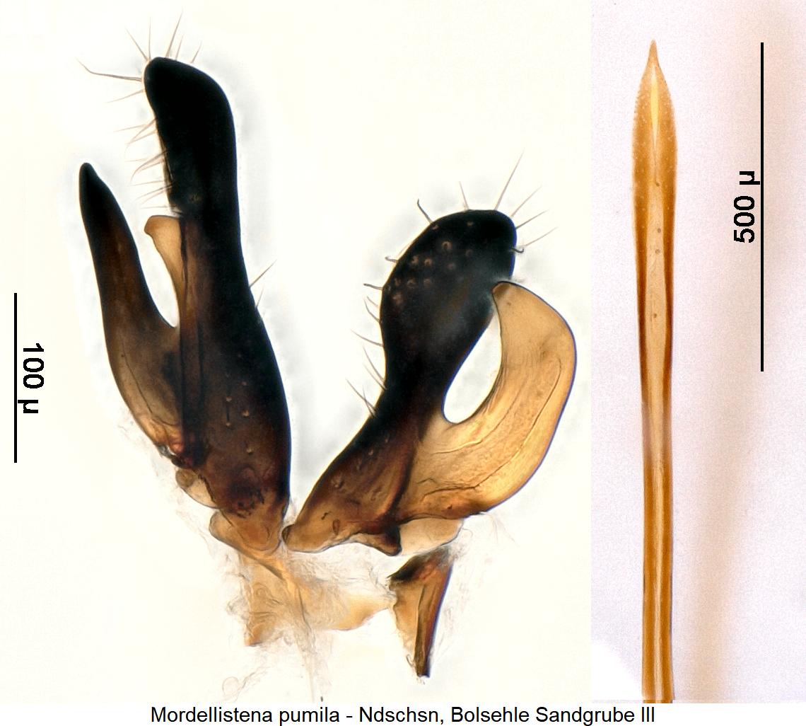 mordellistena_pumila2.jpg