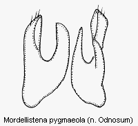 mordellistena_pygmaeola2.gif