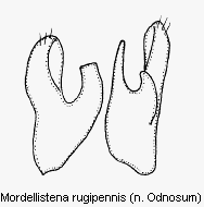 mordellistena_rugipennis.gif