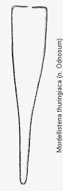 mordellistena_thuringiaca_pyg.gif