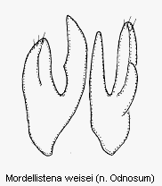 mordellistena_weisei2.gif