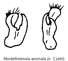 mordellistenula_anomala_param.gif