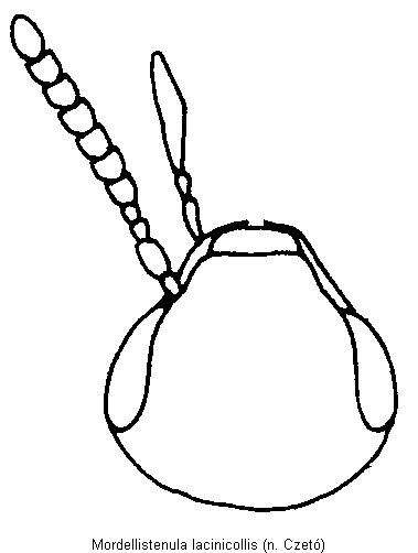 mordellistenula_lacinicollis_k.gif