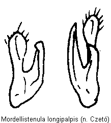 mordellistenula_longipalpis_param.gif