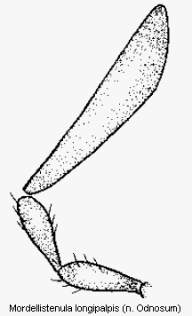 mordellistenula_longipalpis_ts.gif